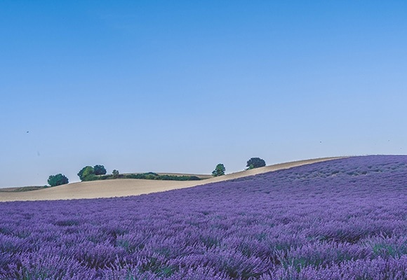 Ein leuchtendes Lavendelfeld, das häufig in der Aromatherapie verwendet wird, erstreckt sich über sanfte Hügel unter einem klaren blauen Himmel, und am fernen Horizont sind einige grüne Bäume zu sehen.