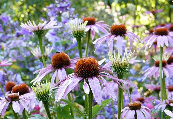Eine Gruppe violetter Kegelblumen mit orangefarbenen Spitzen in der Mitte, umgeben von grünen Stängeln und Blättern, blüht in einem sonnenbeschienenen Garten mit verschwommenen violetten Blüten im Hintergrund.